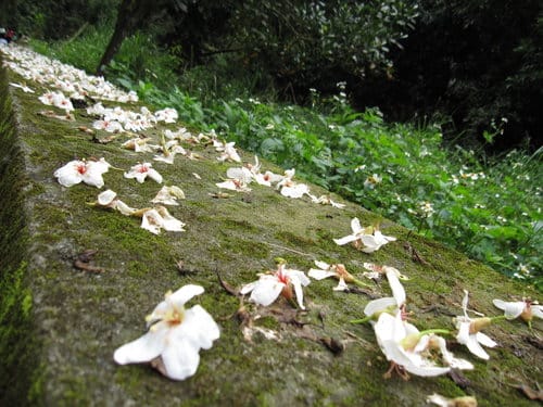 【彰化景點】芬園『挑水古道』賞四月雪-油桐花盛開 - 第16張圖 【彰化景點】芬園『挑水古道』賞四月雪-油桐花盛開