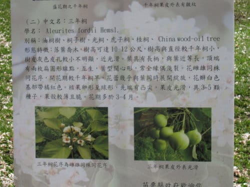 苗栗銅鑼『客家大院.桐花公園』桐樂趣
