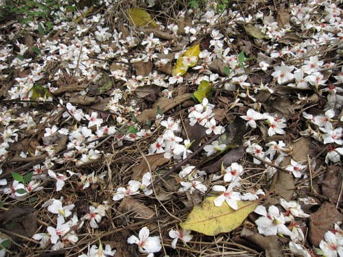 【彰化景點】芬園『挑水古道』賞四月雪-油桐花盛開 - 第14張圖 【彰化景點】芬園『挑水古道』賞四月雪-油桐花盛開