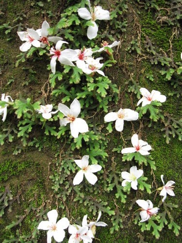 【彰化景點】芬園『挑水古道』賞四月雪-油桐花盛開 - 第27張圖 【彰化景點】芬園『挑水古道』賞四月雪-油桐花盛開