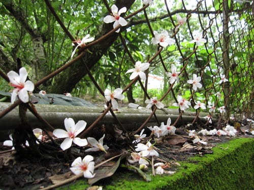 【彰化景點】芬園『挑水古道』賞四月雪-油桐花盛開 - 第17張圖 【彰化景點】芬園『挑水古道』賞四月雪-油桐花盛開