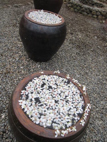 【彰化景點】芬園『挑水古道』賞四月雪-油桐花盛開 - 第11張圖 【彰化景點】芬園『挑水古道』賞四月雪-油桐花盛開