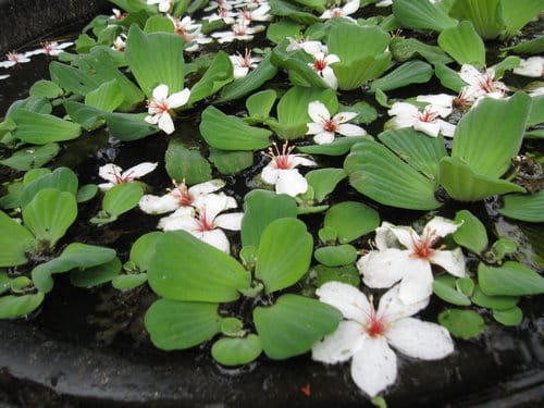【彰化景點】芬園『挑水古道』賞四月雪-油桐花盛開 - 第23張圖 【彰化景點】芬園『挑水古道』賞四月雪-油桐花盛開
