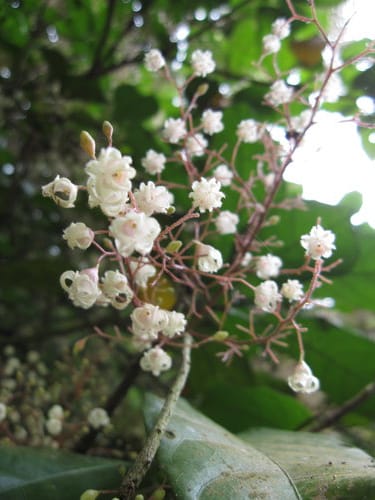 【彰化景點】芬園『挑水古道』賞四月雪-油桐花盛開 - 第25張圖 【彰化景點】芬園『挑水古道』賞四月雪-油桐花盛開