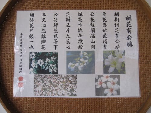 苗栗銅鑼『客家大院.桐花公園』桐樂趣