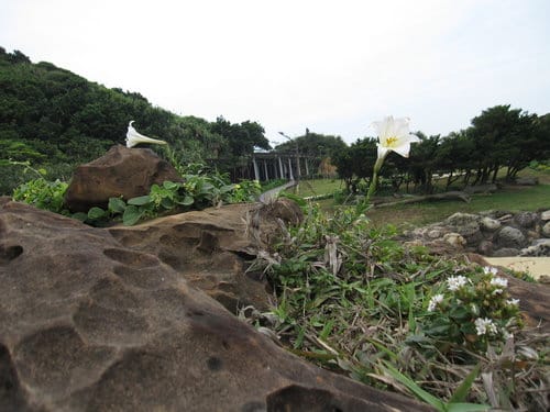 東北角之旅『野柳地質公園』親子旅遊賞天然岩石、野柳女王頭