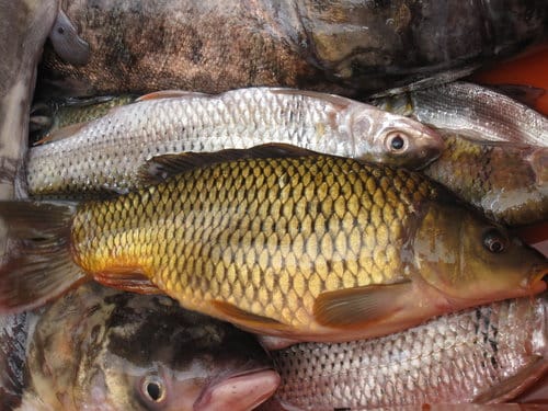 第15站 石門水庫-現抓活魚料理,大壩頂水庫活魚餐廳『砂鍋