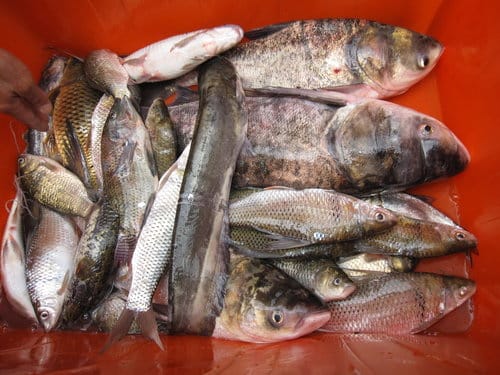 第15站 石門水庫-現抓活魚料理,大壩頂水庫活魚餐廳『砂鍋