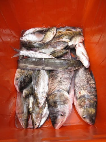 第15站 石門水庫-現抓活魚料理,大壩頂水庫活魚餐廳『砂鍋