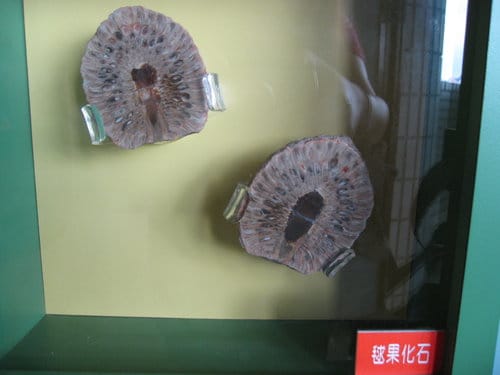 每年5月18日世界博物館日 當天很多博物館『免費』參觀…一起去台中學博物館探索吧 - 第34張圖 每年5月18日世界博物館日 當天很多博物館『免費』參觀…一起去台中學博物館探索吧
