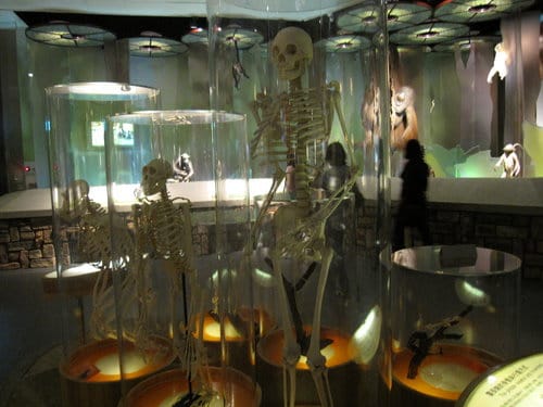 台中國立自然科學博物館 生命科學廳(二) 恐龍時代展