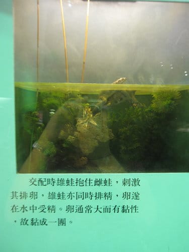 台中景點『自然科學博物館』 生命科學廳 - 第12張圖 台中景點『自然科學博物館』 生命科學廳