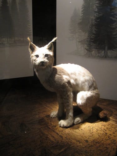 台中國立自然科學博物館 生命科學廳(二) 恐龍時代展