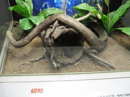 台中景點『自然科學博物館』 生命科學廳 - 第11張圖 台中景點『自然科學博物館』 生命科學廳
