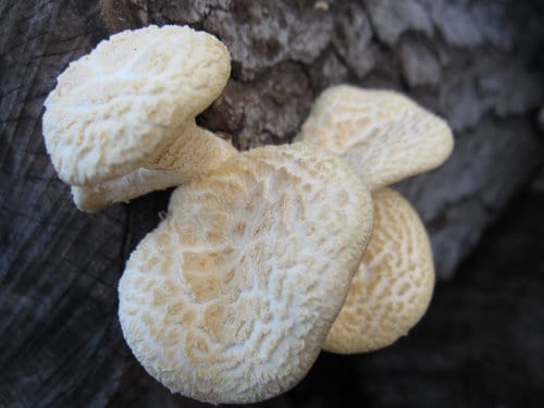 枯木 長香菇