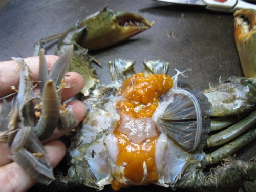 殺紅蟳.螃蟹類的方法