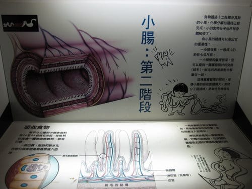 彰化景點『彰濱秀傳健康園區』 醫學博物館免費參觀 - 第28張圖 彰化景點『彰濱秀傳健康園區』 醫學博物館免費參觀
