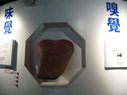 彰化景點『彰濱秀傳健康園區』 醫學博物館免費參觀 - 第20張圖 彰化景點『彰濱秀傳健康園區』 醫學博物館免費參觀