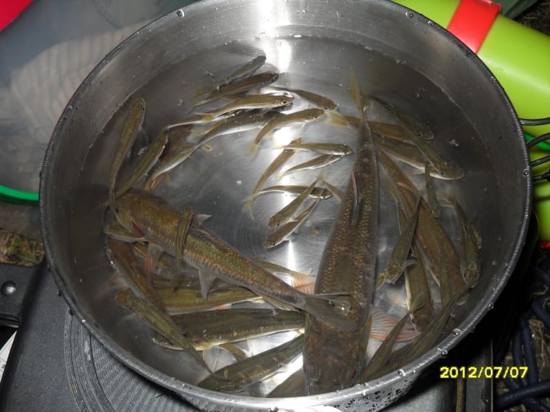 魚池魚雅筑露營 (51).JPG