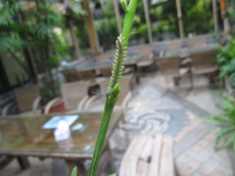 綠景咖啡屋 .蜈蚣.JPG 綠景咖啡屋 .蜈蚣.JPG