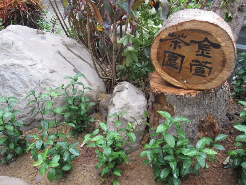 金宣小茶園.JPG 金宣小茶園.JPG