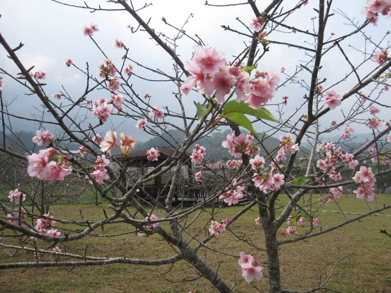 馬石公園賞河津櫻 (27).JPG