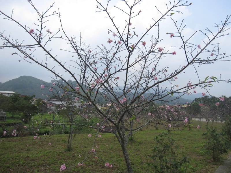馬石公園賞河津櫻 (2).JPG