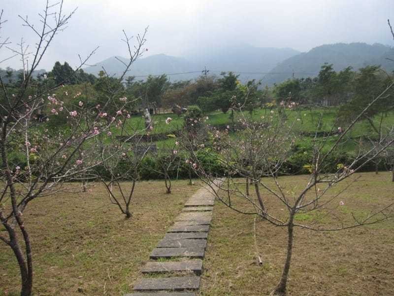 馬石公園賞河津櫻 (34).JPG