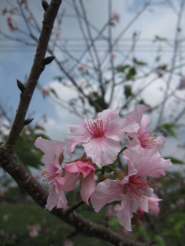 馬石公園賞河津櫻.JPG