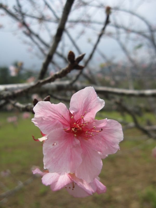 馬石公園賞河津櫻 (11).JPG