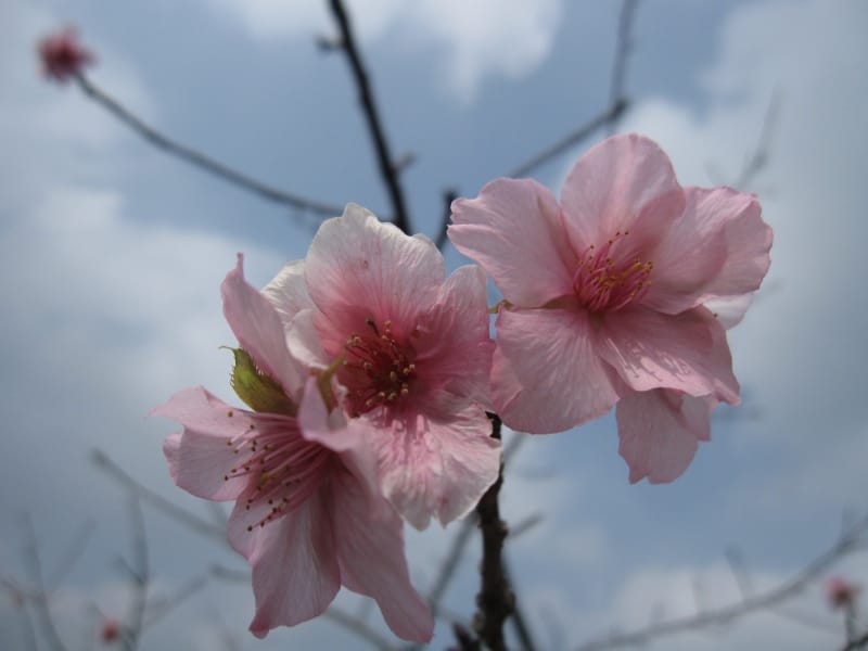 馬石公園賞河津櫻 (14).JPG
