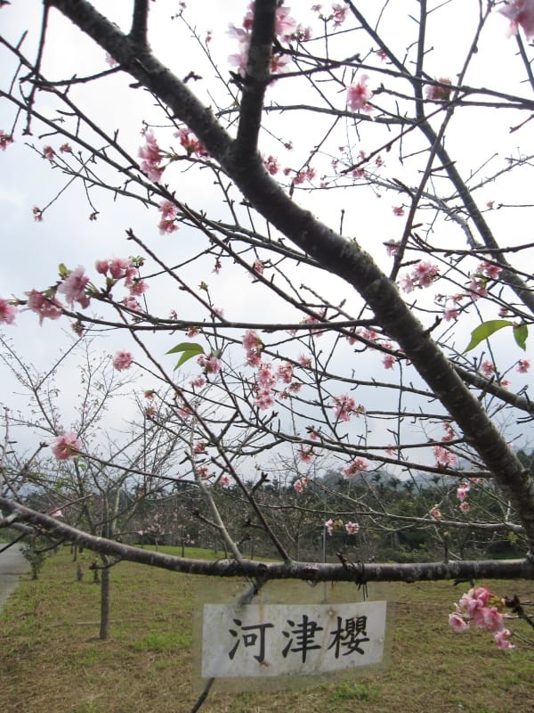 馬石公園賞河津櫻 (30).JPG