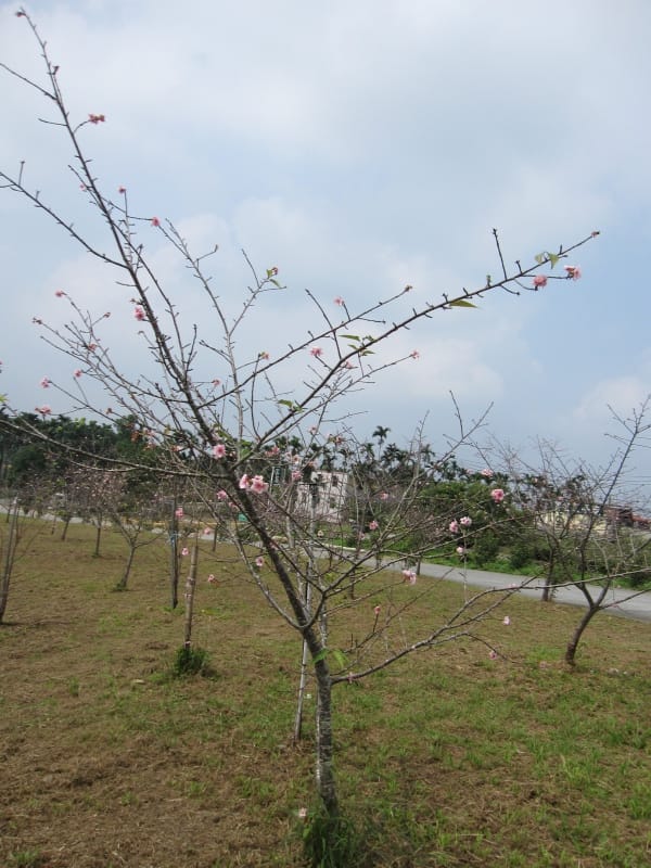 馬石公園賞河津櫻 (19).JPG