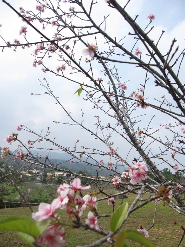 馬石公園賞河津櫻 (13).JPG