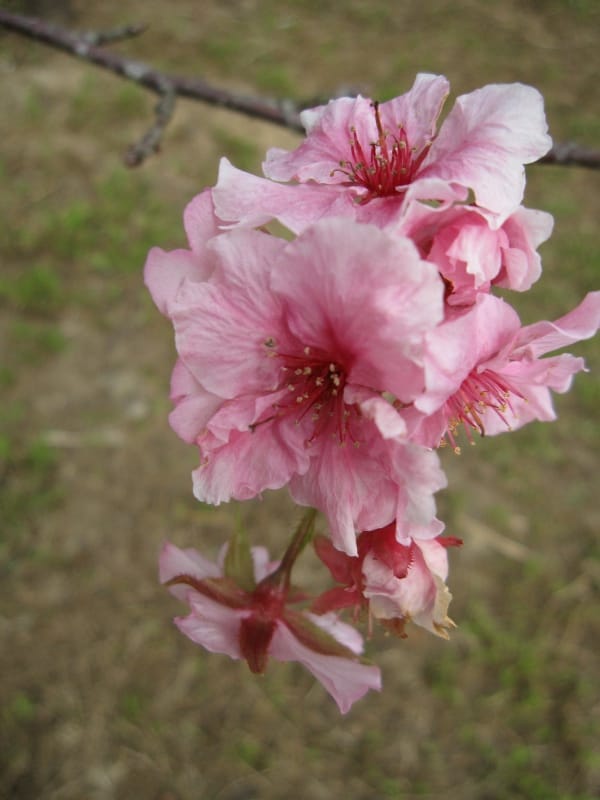 馬石公園賞河津櫻 (36).JPG