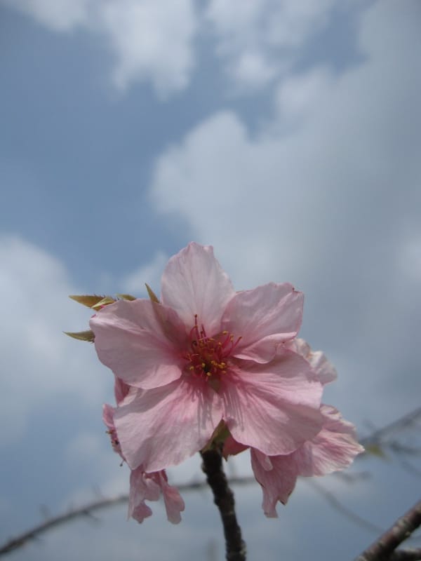 馬石公園賞河津櫻 (15).JPG