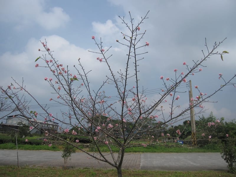 馬石公園賞河津櫻 (20).JPG
