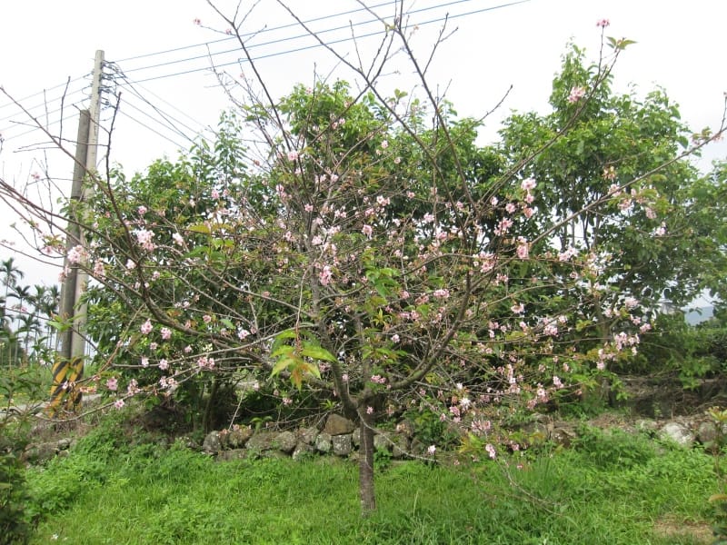馬石公園賞河津櫻 (37).JPG