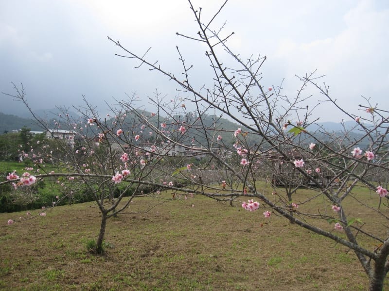 馬石公園賞河津櫻 (23).JPG