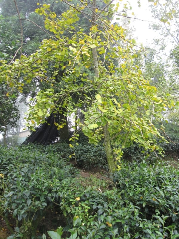 銀杏林觀景步道 (33).JPG