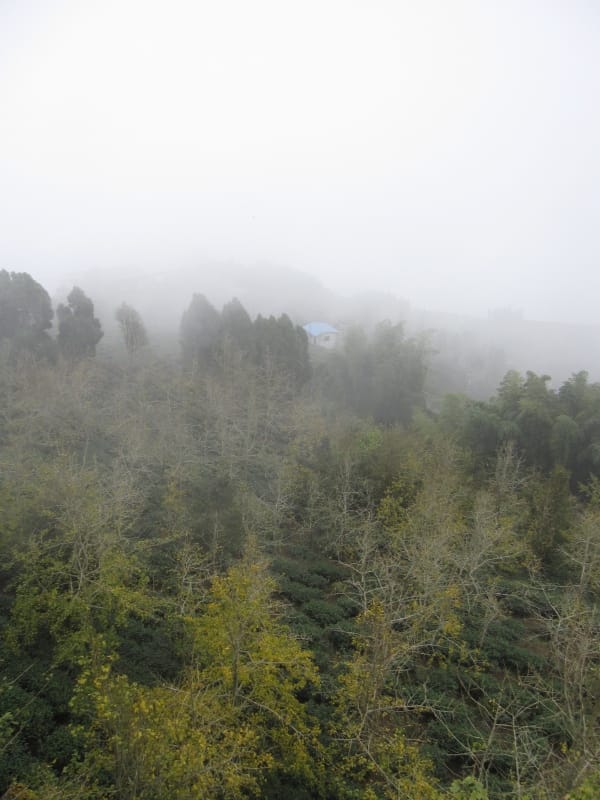 銀杏林觀景步道 (45).JPG