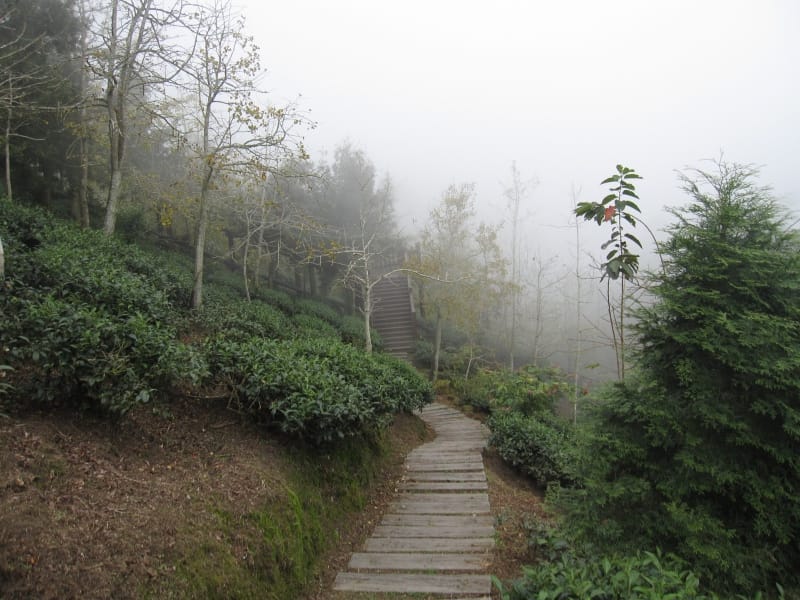 銀杏林觀景步道 (24).JPG