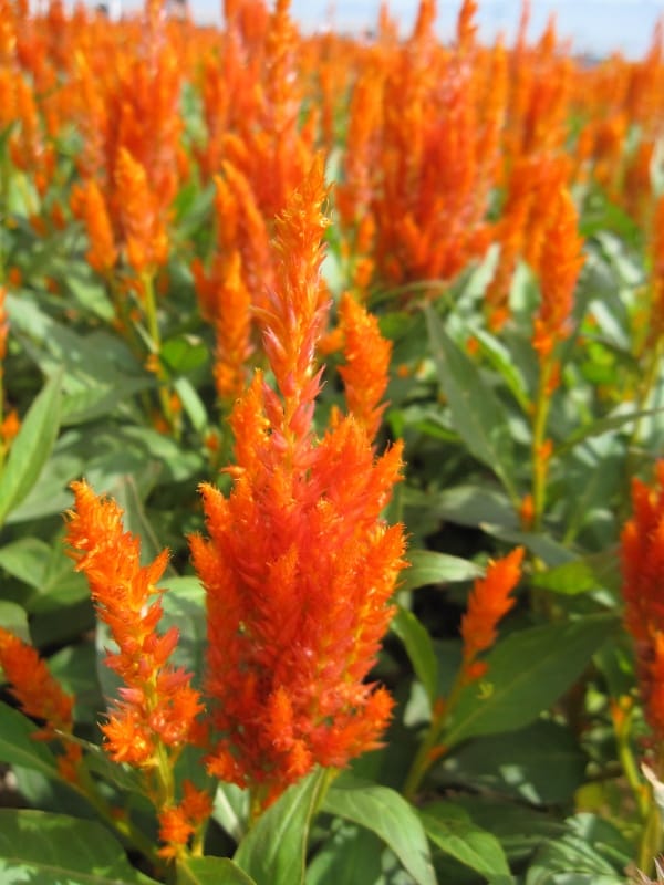 羽狀雞冠花.JPG 羽狀雞冠花.JPG