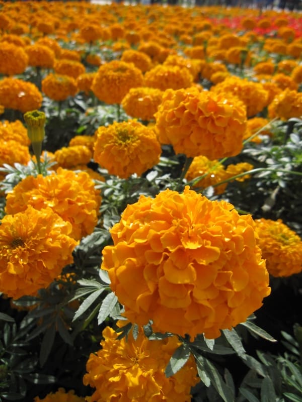 愛遊花境.國際花毯節 (9).JPG 愛遊花境.國際花毯節 (9).JPG