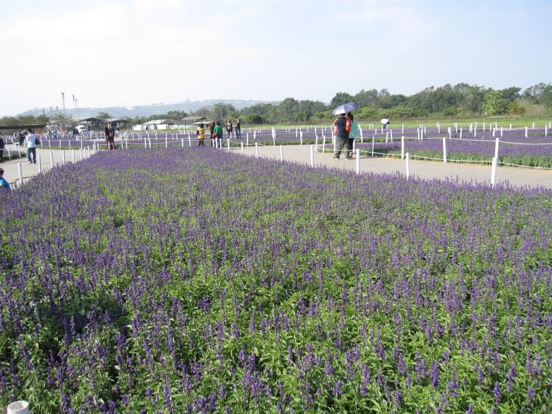 紫色虹彩 (1).JPG 紫色虹彩 (1).JPG