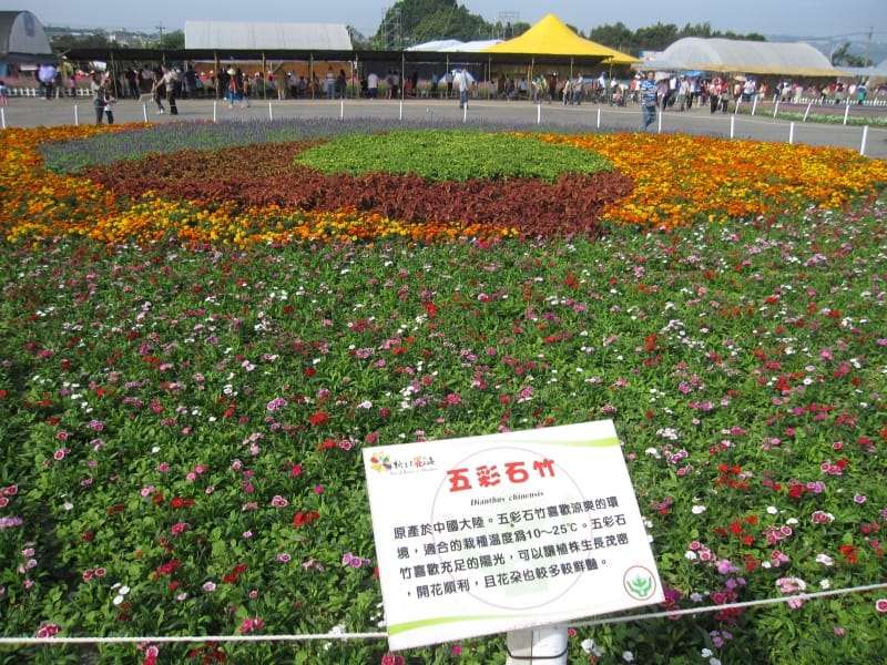 五彩石竹花.JPG 五彩石竹花.JPG