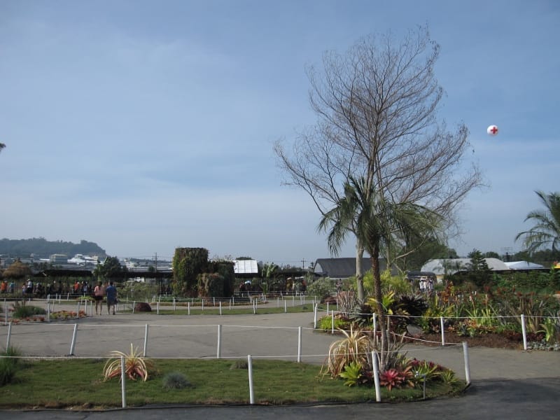 花披薩與旺來園地.JPG 花披薩與旺來園地.JPG