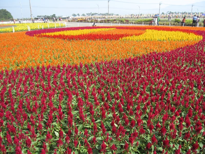 羽狀雞冠花 (1).JPG 羽狀雞冠花 (1).JPG