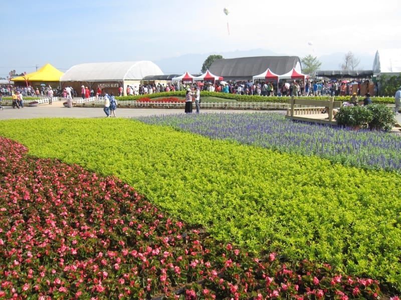 新社花海 (2).JPG 新社花海 (2).JPG