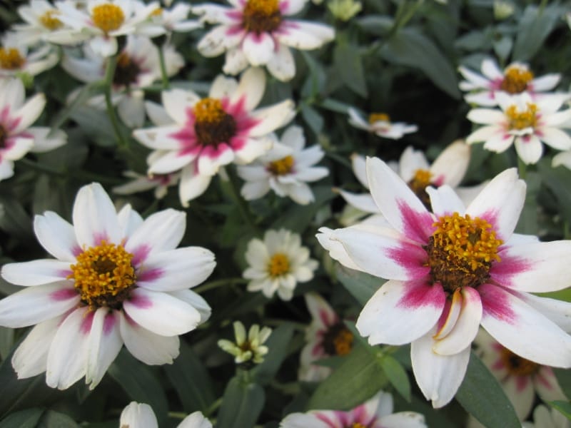 花 1.JPG 花 1.JPG